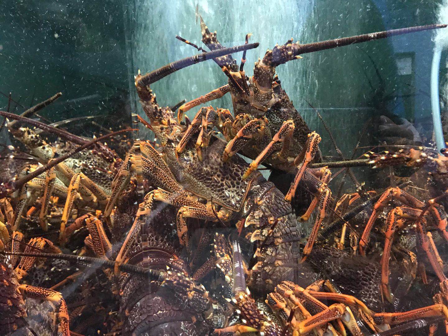 lobster (޴Ϻ)