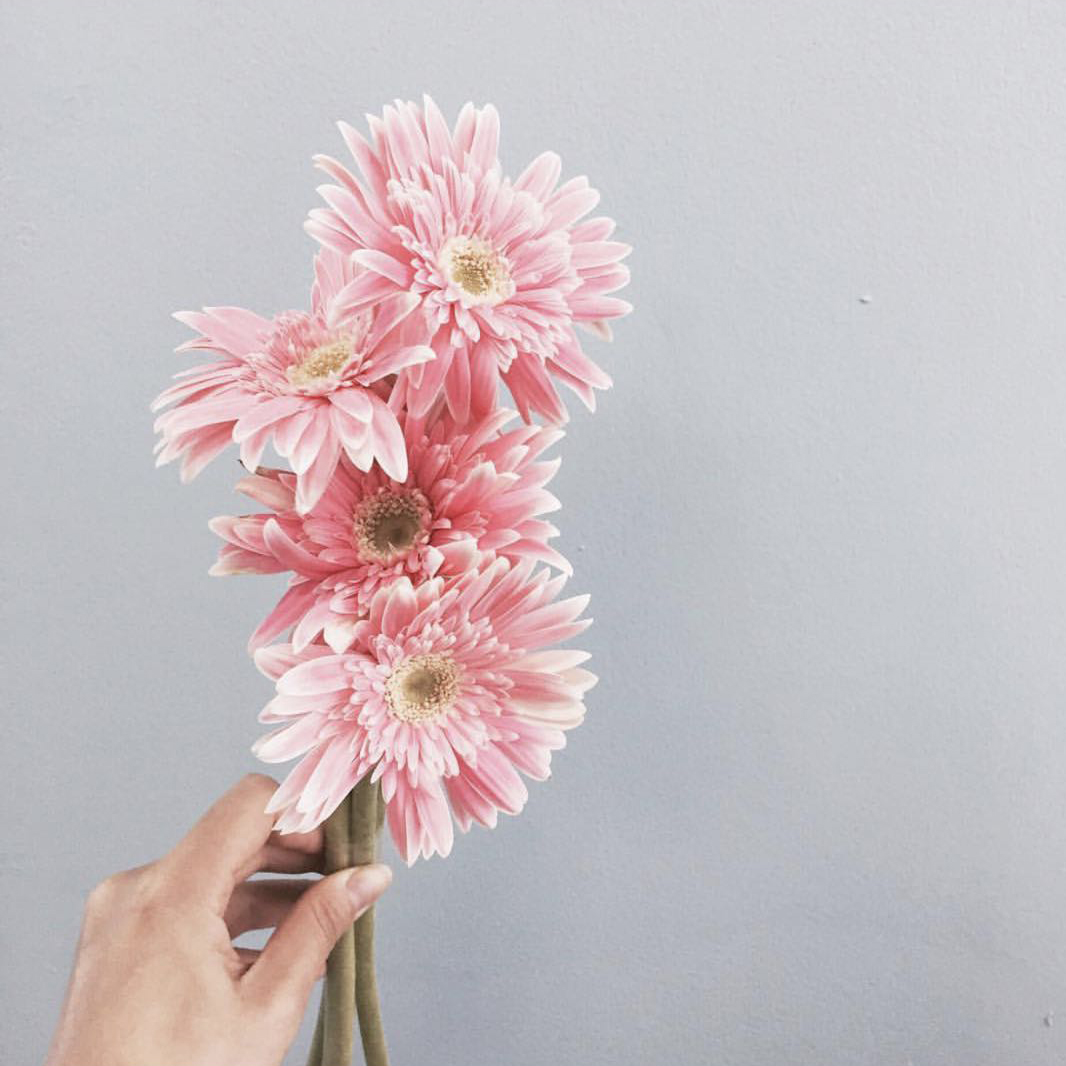 鲜切花 蜜糖非洲菊