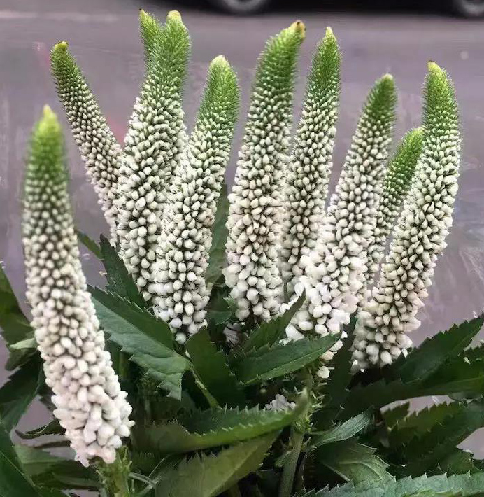 鲜切花 进口鼠尾草 白色