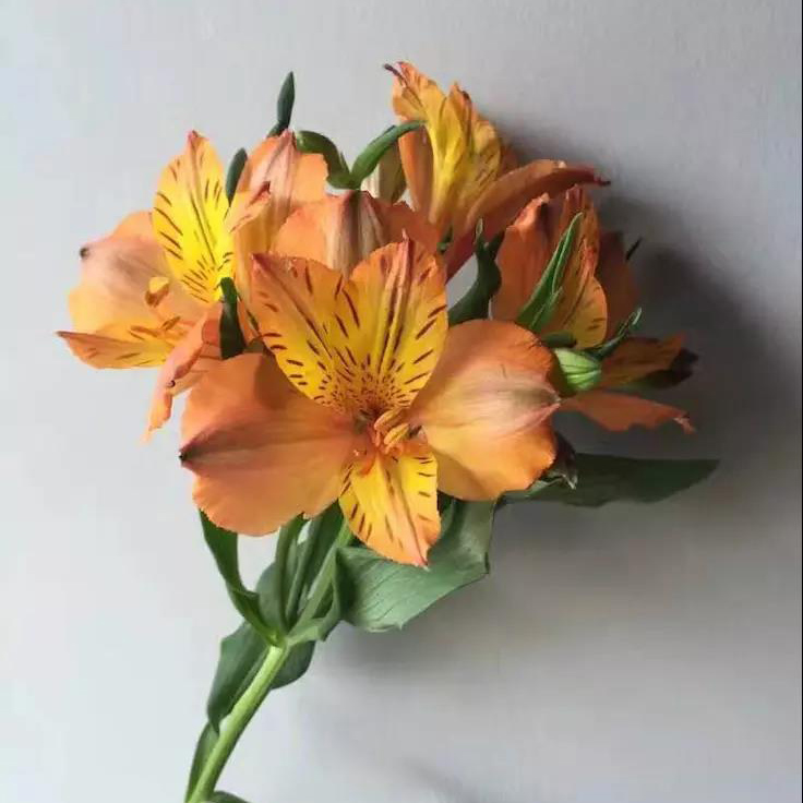 鲜切花 水仙百合 橙红色