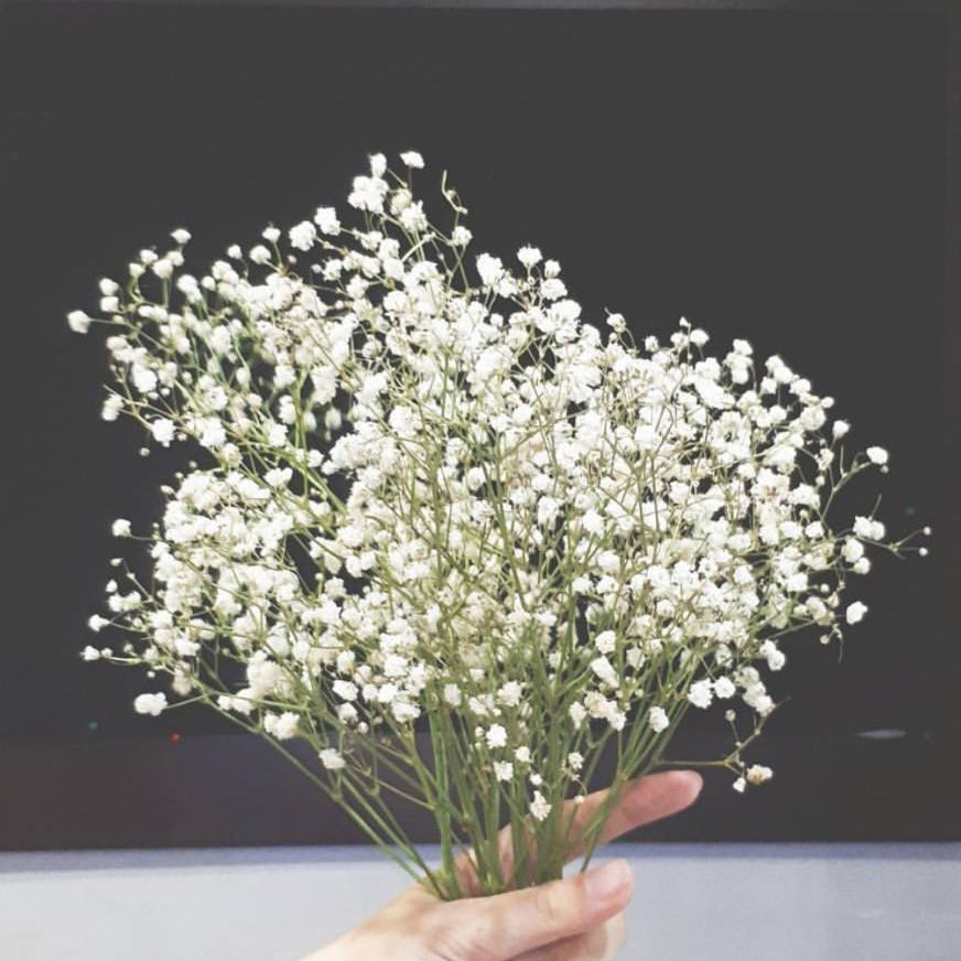 鲜切花 百万星 白色
