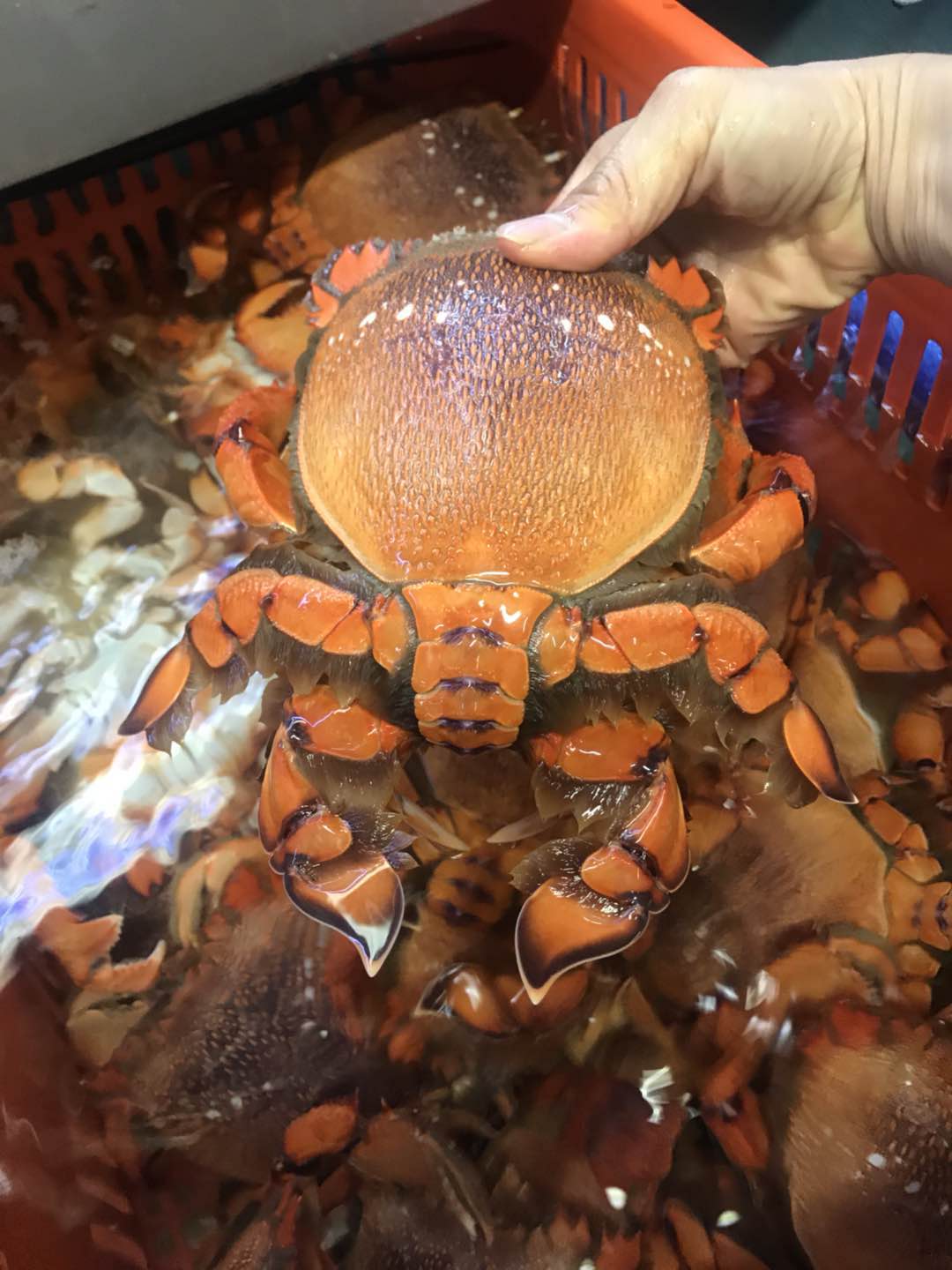 spanner crab (贵妃蟹)
